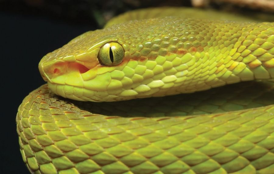 Змея в вашем доме - предсказание известных сонников - К чему снится змея в доме